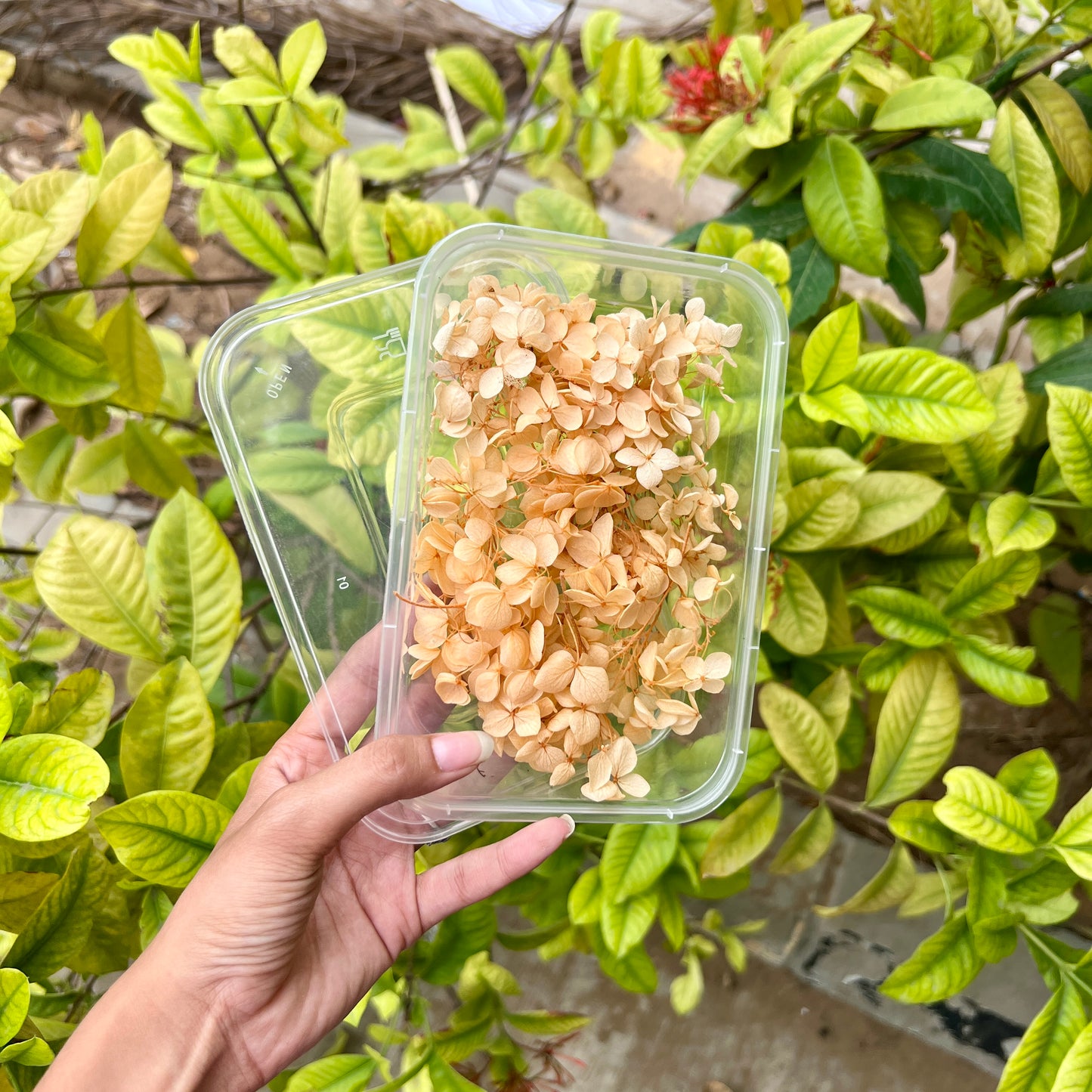 Golden Glow - Hydrangea Flower Box