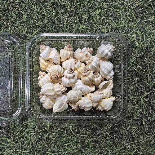 Sea Shells for Resin Art (01)