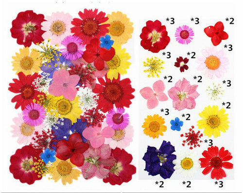 40 In 1 Pressed Flowers