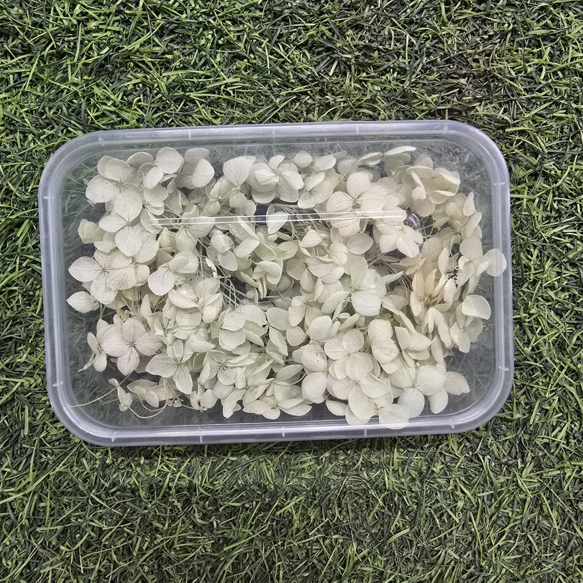 Dried Hydrangea Flowers Box Paking (TR657)