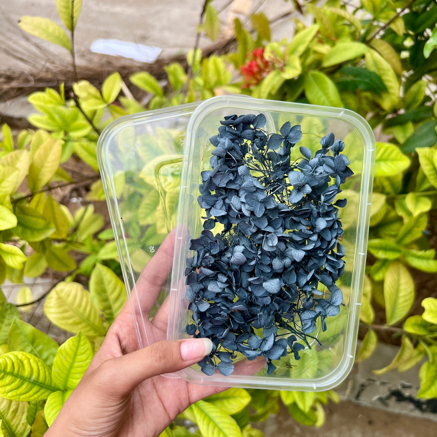 Midnight Ink - Hydrangea Flower Box