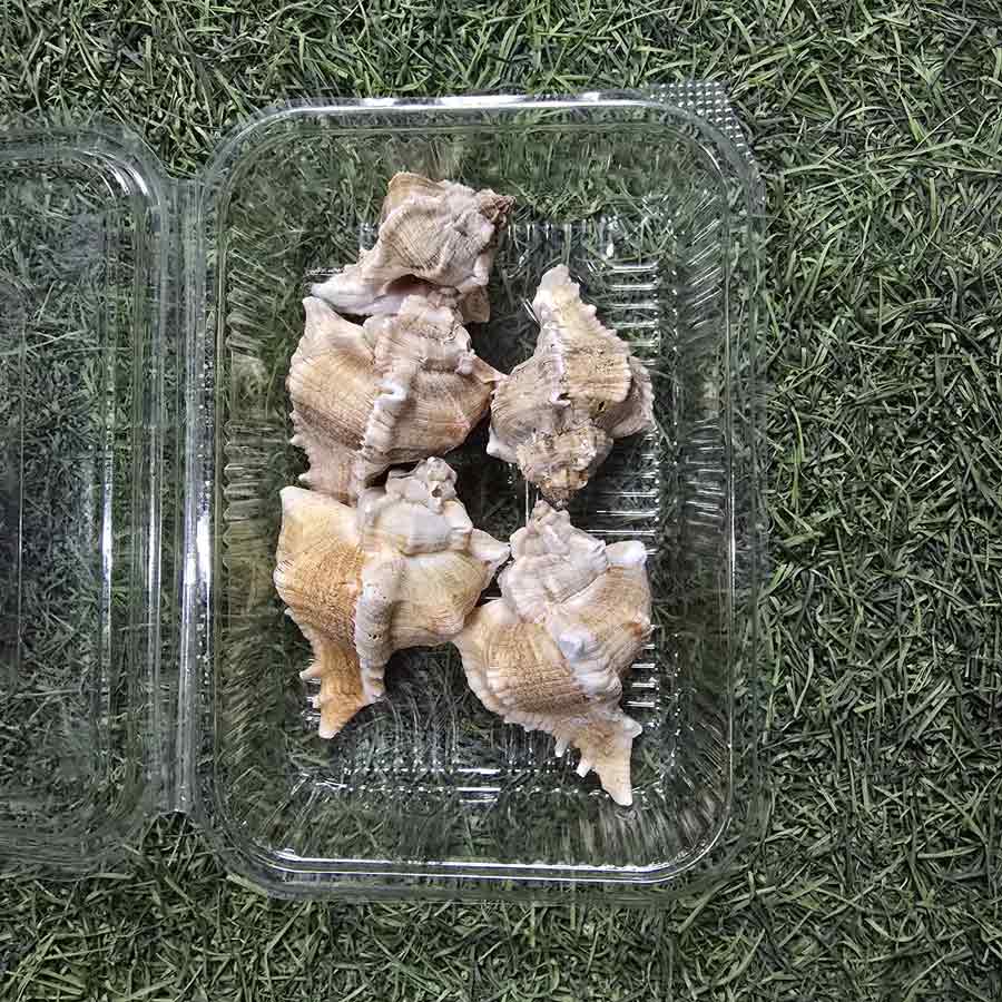 Sea Shells for Resin Art (04)
