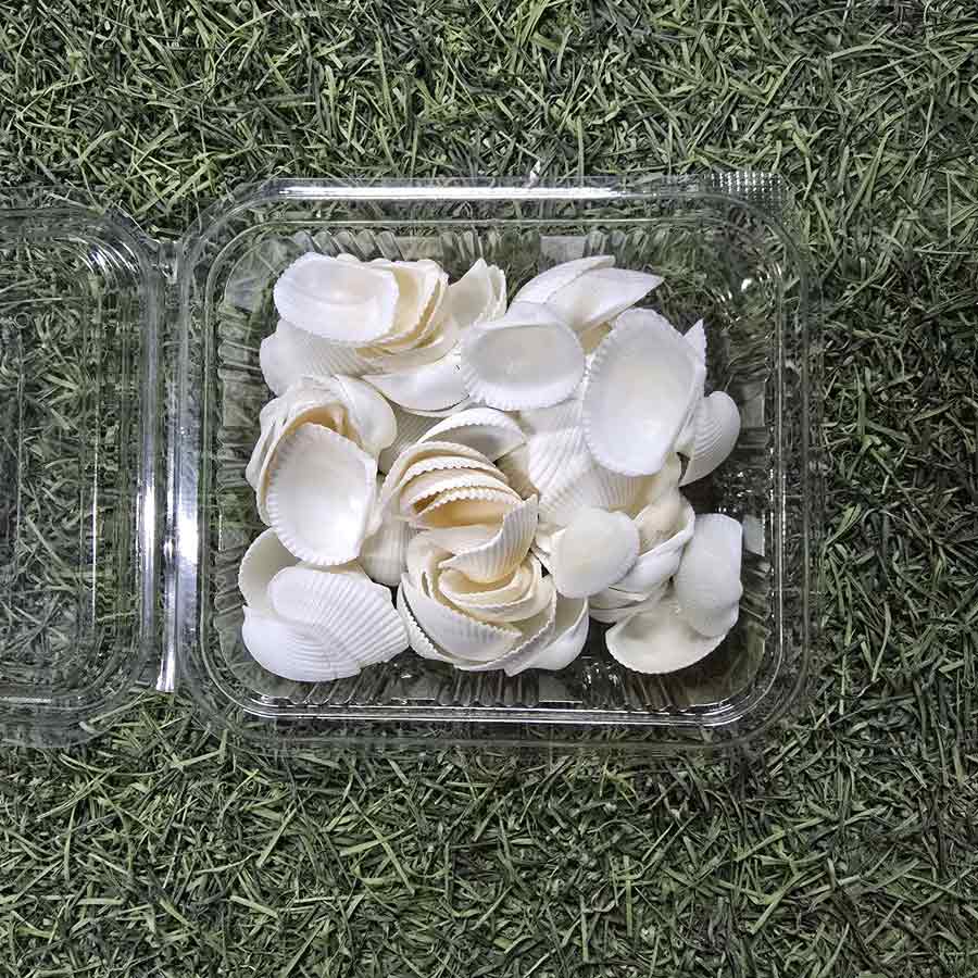 Sea Shells for Resin Art (05)