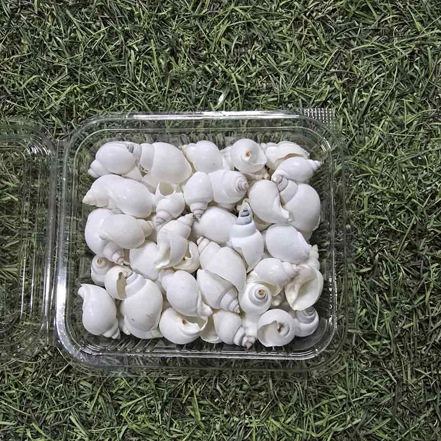 Sea Shells for Resin Art (12)