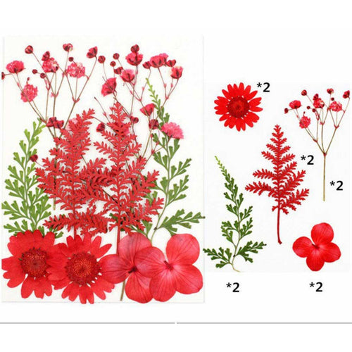 10 In 1 Pressed Flowers (TR1008)