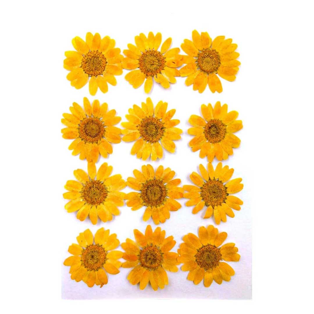 Orange Yellow Daisy Pressed Dry Flower