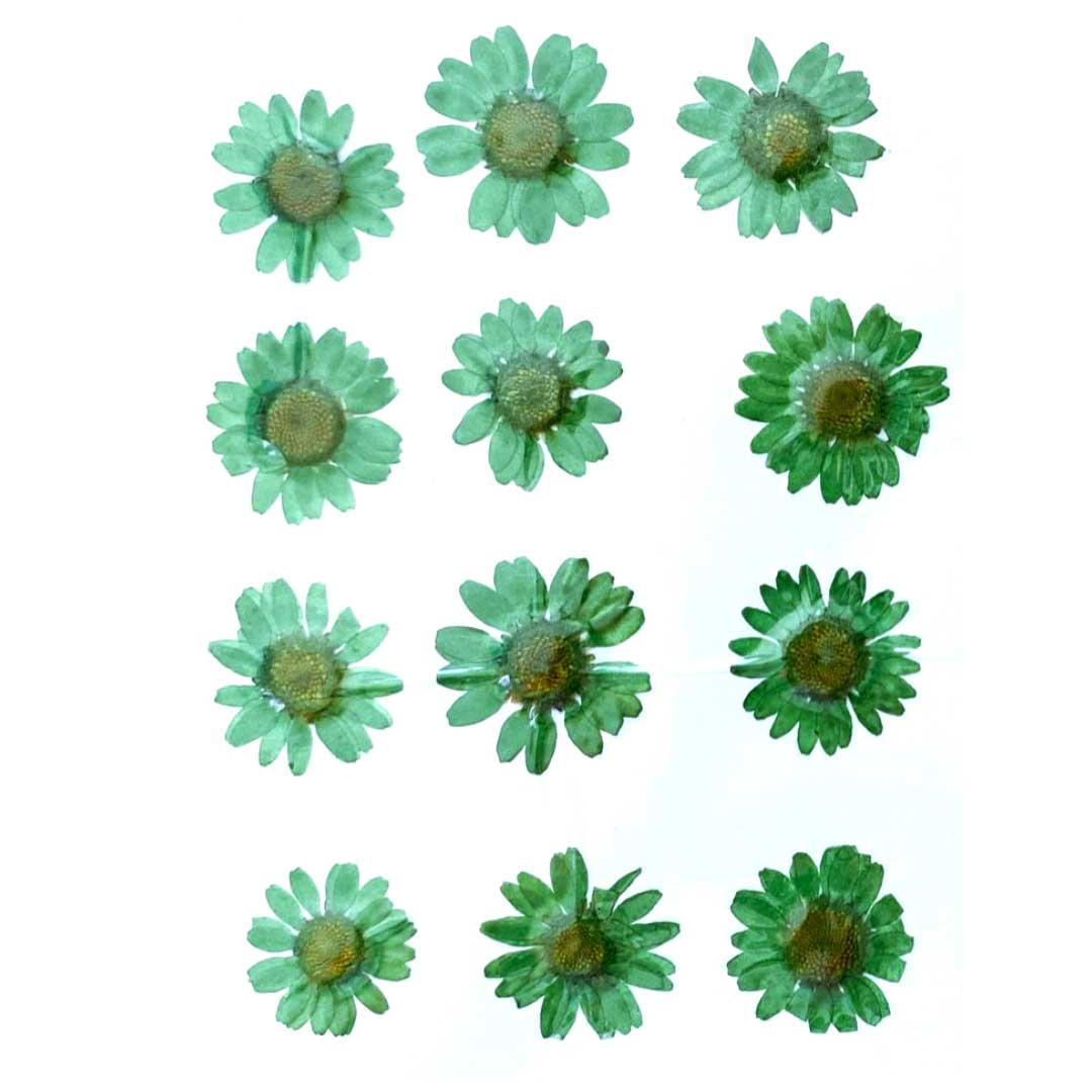 Green Daisy Pressed Dry Flower