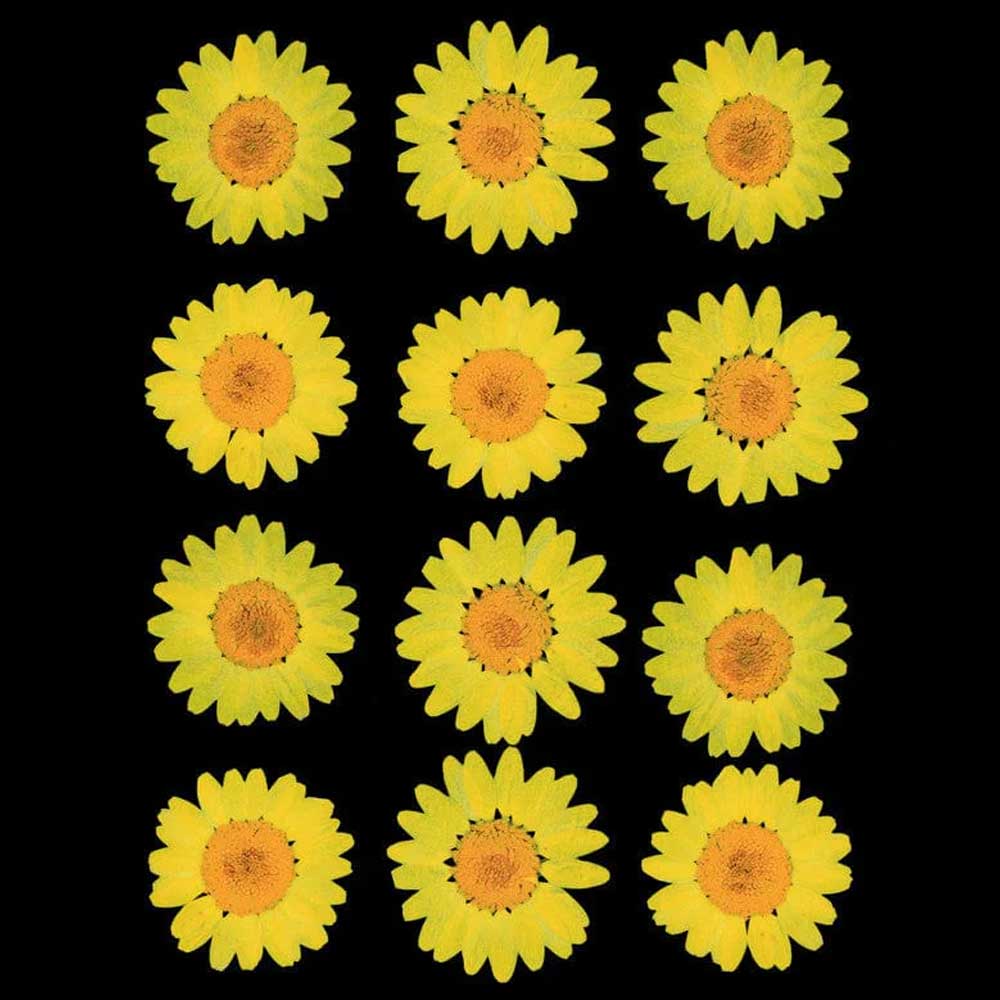 Yellow Daisy Pressed Dry Flower 2