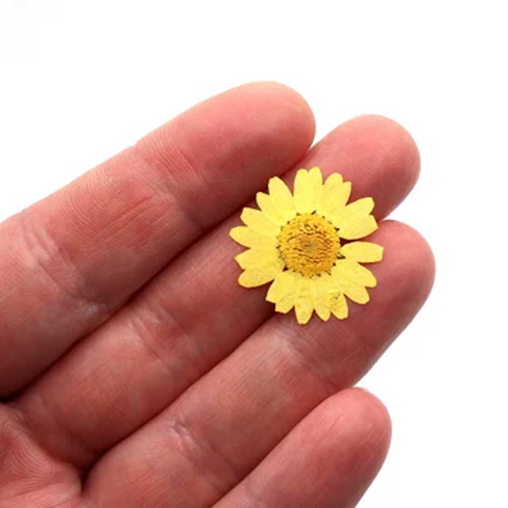 Yellow Daisy Pressed Dry Flower 3