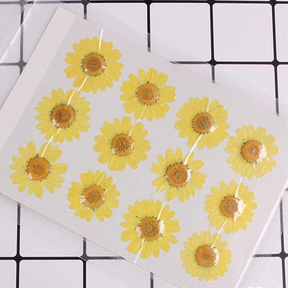 Yellow Daisy Pressed Dry Flower 4