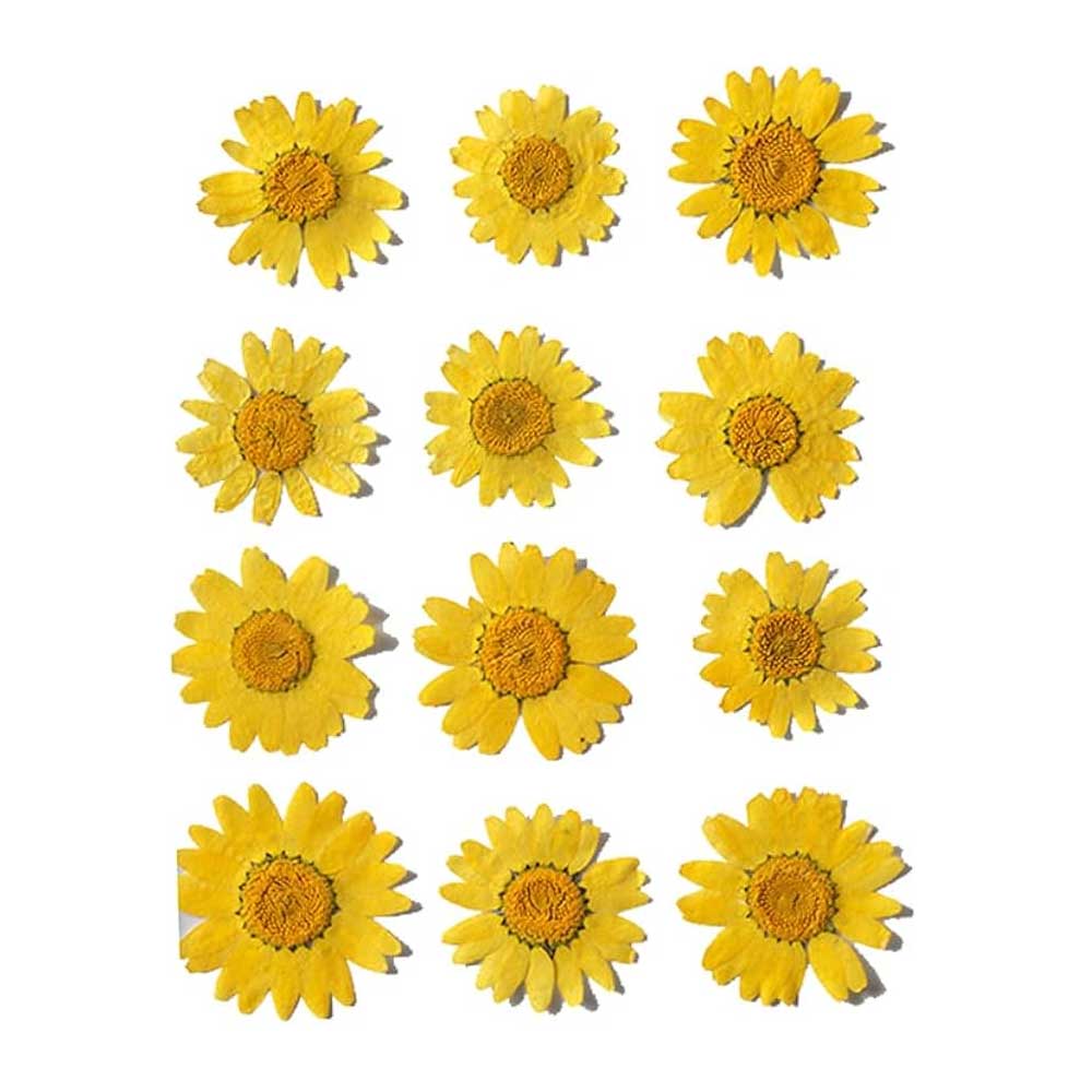 Yellow Daisy Pressed Dry Flower