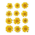 Yellow Daisy Pressed Dry Flower