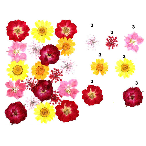 21 in 1 Pressed Dry Flowers 2