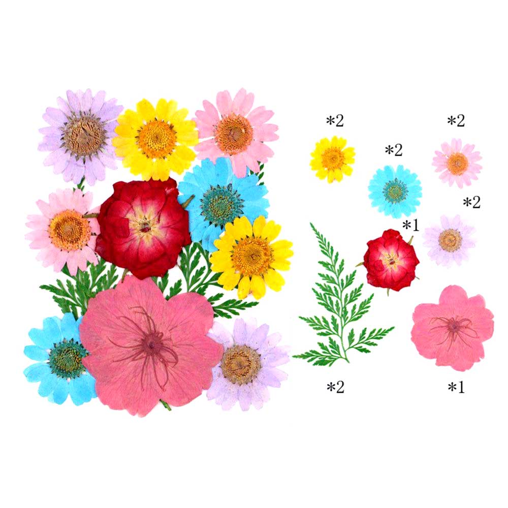 12 in 1 Pressed Dry Flowers 3