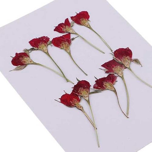 12 in 1 Red Rose Pressed Dry Flower 2