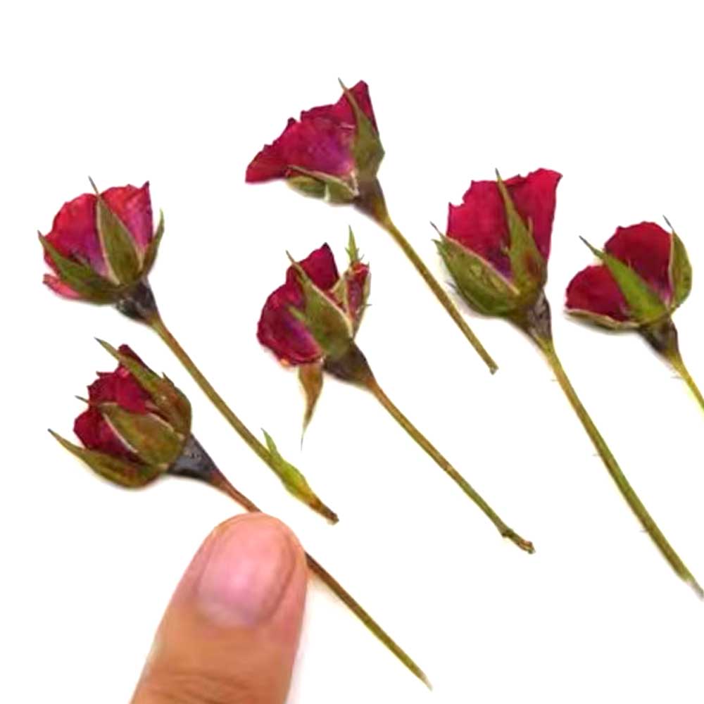 12 in 1 Red Rose Pressed Dry Flower 3