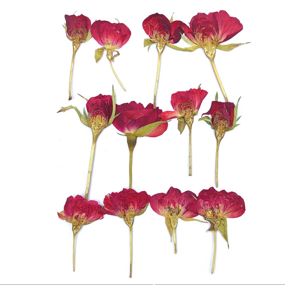 12 in 1 Red Rose Pressed Dry Flower 4