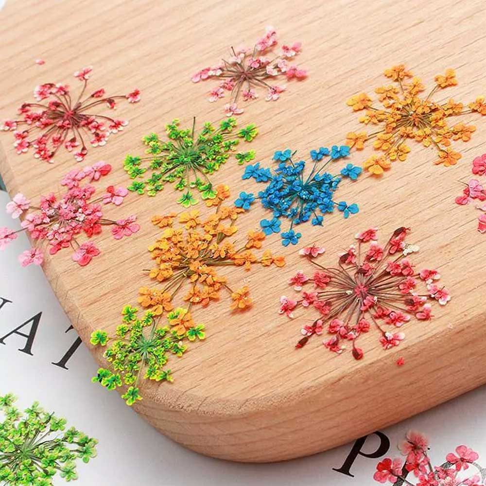 24 in 1 Multy Pressed Dry Flower