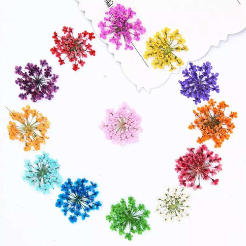24 in 1 Multy Pressed Dry Flower 2