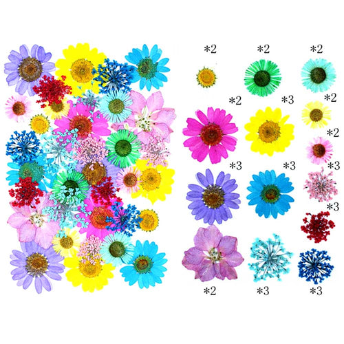 35 in 1 Pressed Dry Flowers
