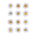 White Daisy Pressed Dry Flower