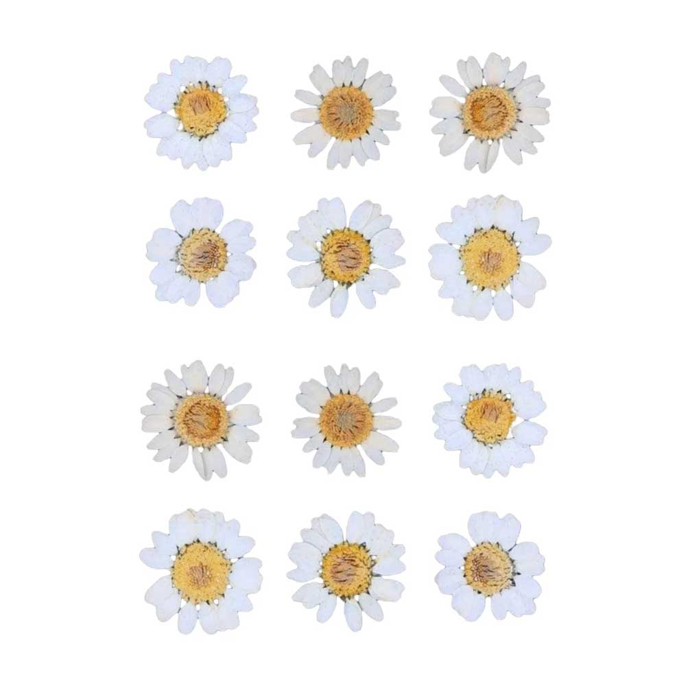 White Daisy Pressed Dry Flower