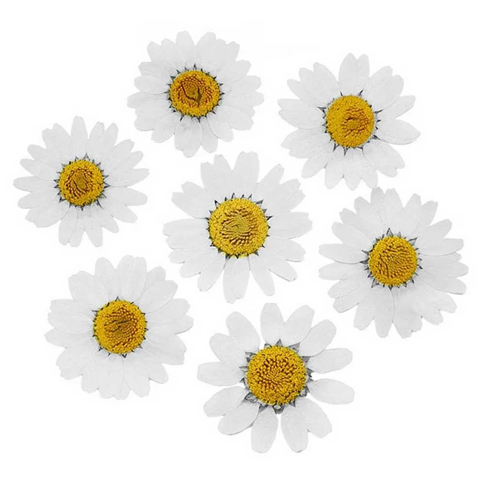 White Daisy Pressed Dry Flower 2