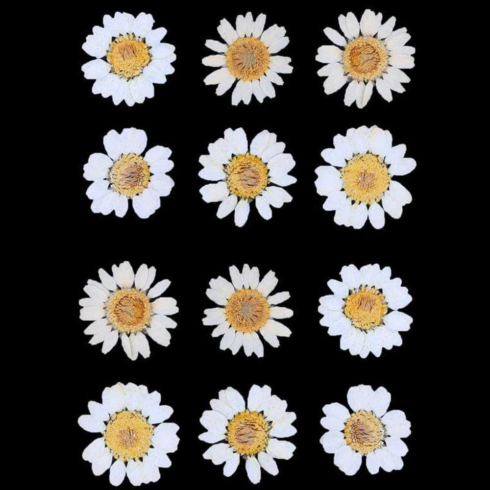 White Daisy Pressed Dry Flower 3