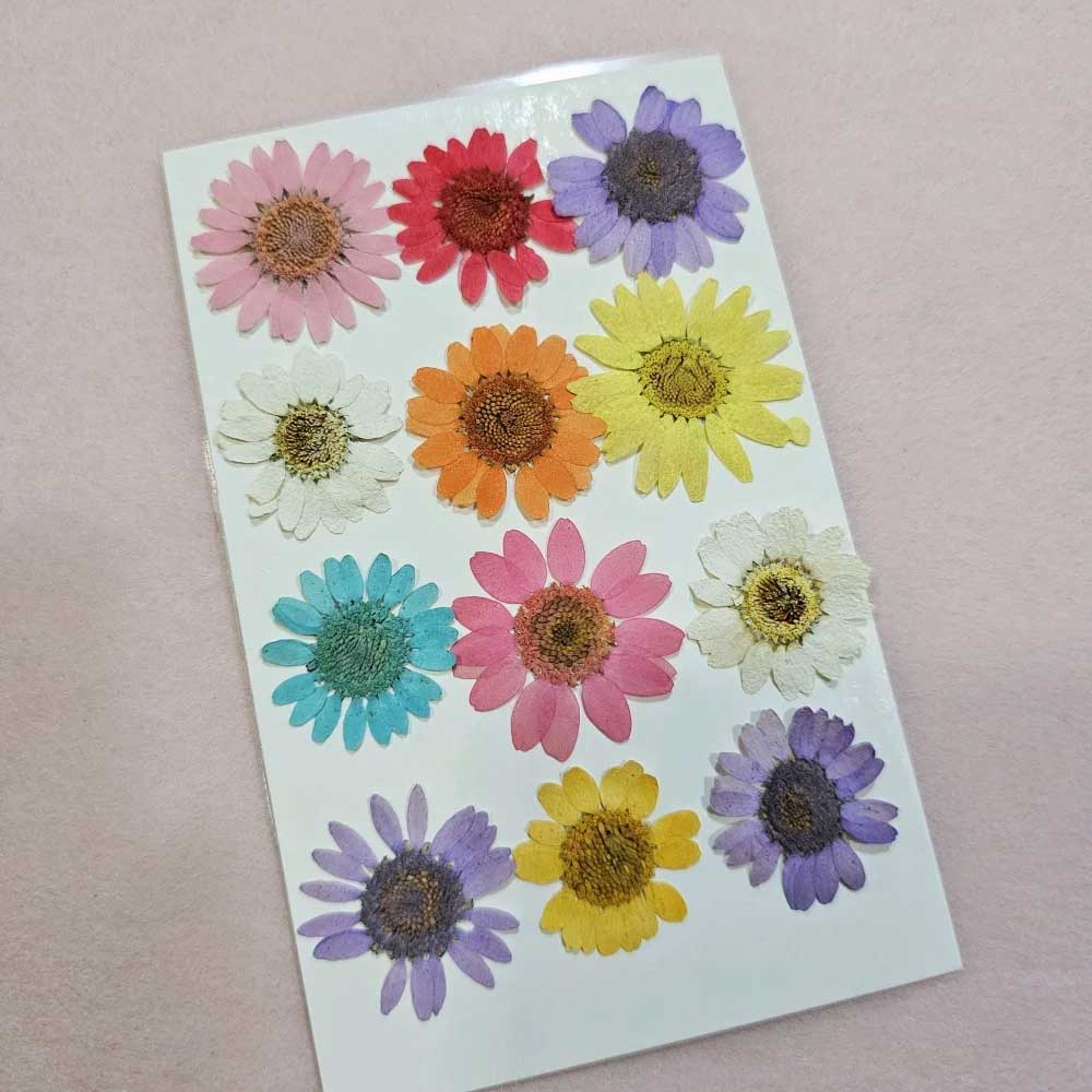 12 in 1 Daisy Multy Pressed Dry Flowers 3